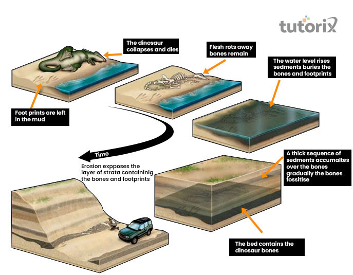 Fossils formation