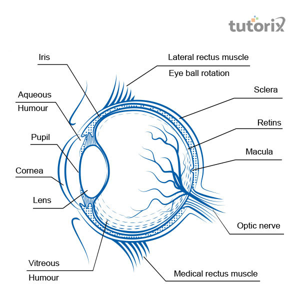 Human eye