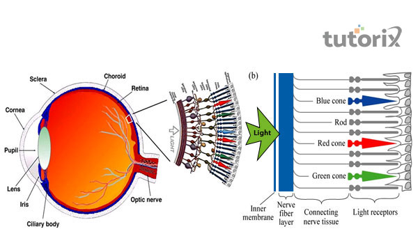 Working of the human eye as a spectrometer