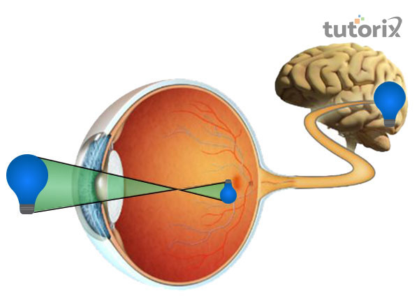 Working of eye