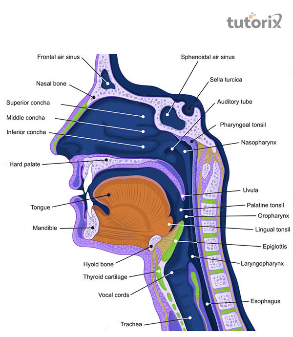 Parts of voice production