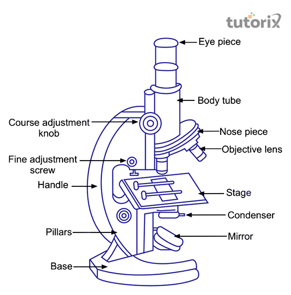 Compound Microscope