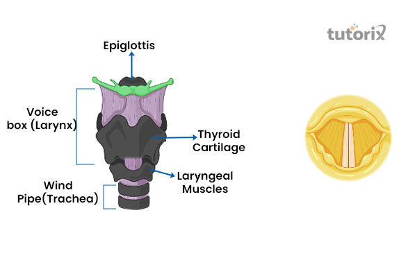 Sound produced by a human through the larynx