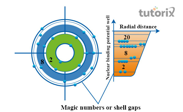 Structure of shell