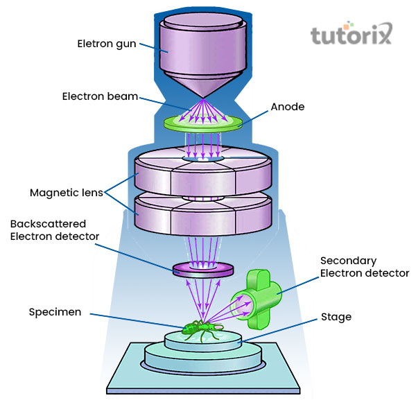 Application of simple microscope