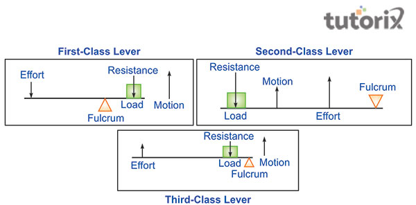 Classes of a lever