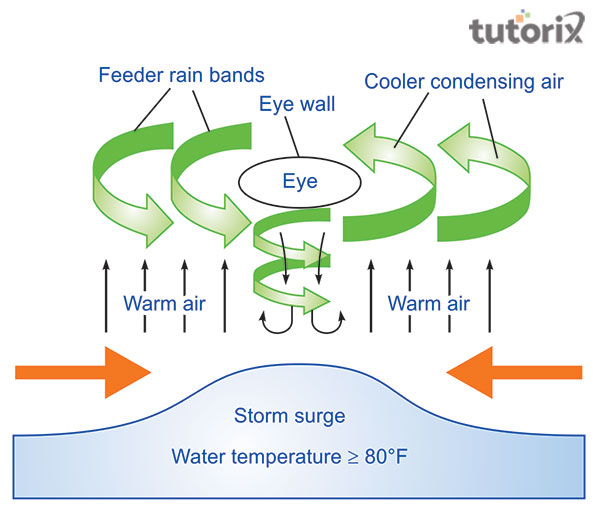 Dynamics of Hurricane Components