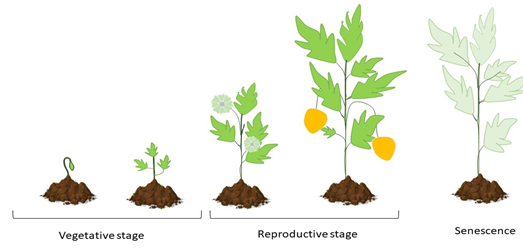 Areas of Development