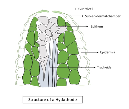 Structure of a hydathode