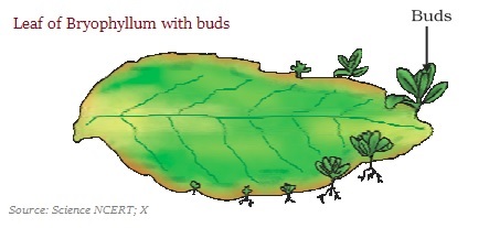 Leaf of Bryophyllum Buds