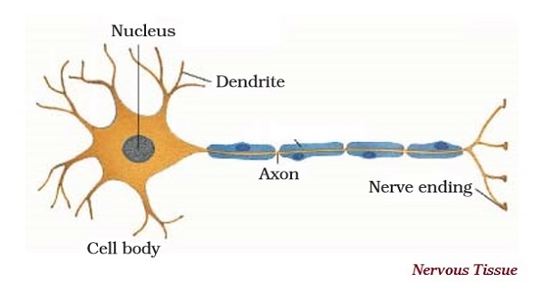 Nervous Tissue
