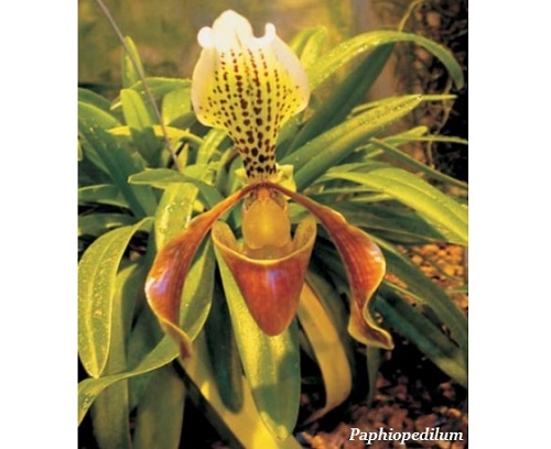 Paphiopedilum