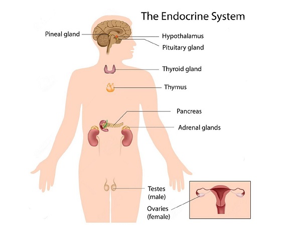 Endocrine System