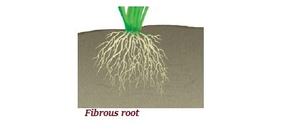 Fibrous Root