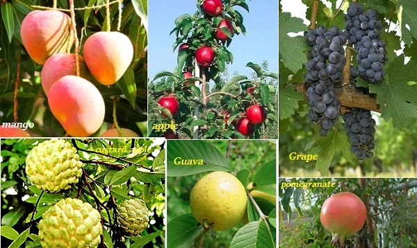 Fruits