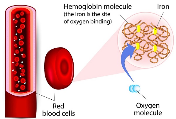 Haemoglobin