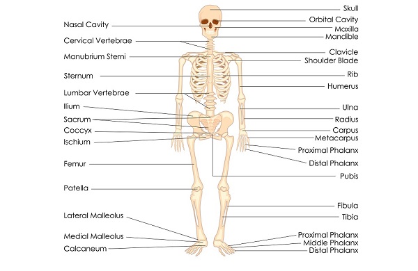 Human Skeleton