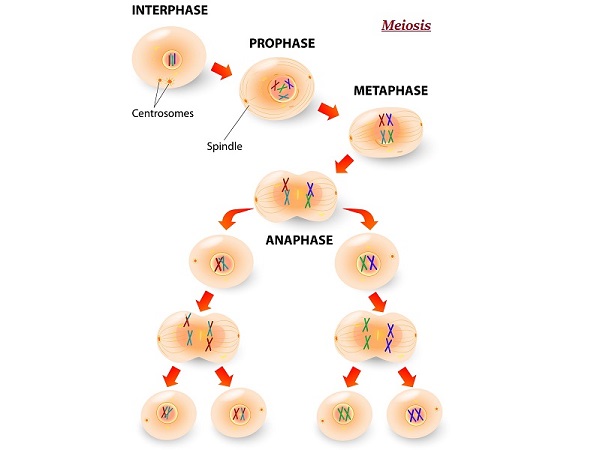 Meiosis