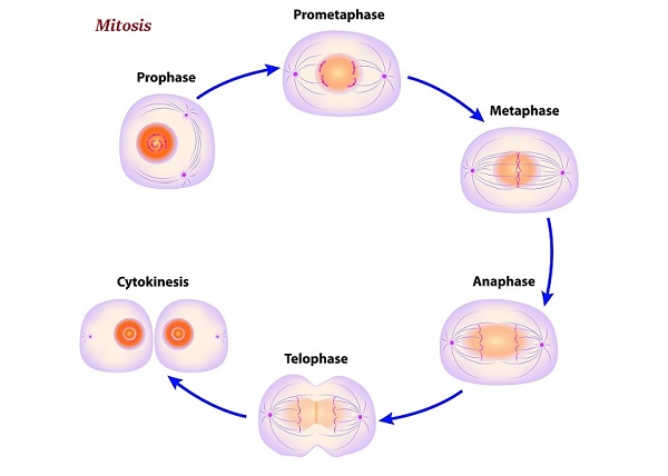 Mitosis