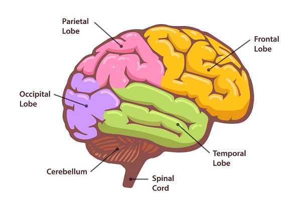 Parts of Brain