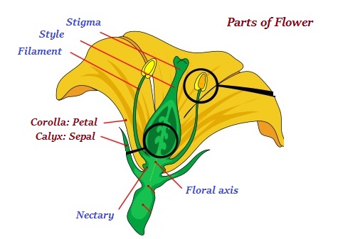 Parts of Flower