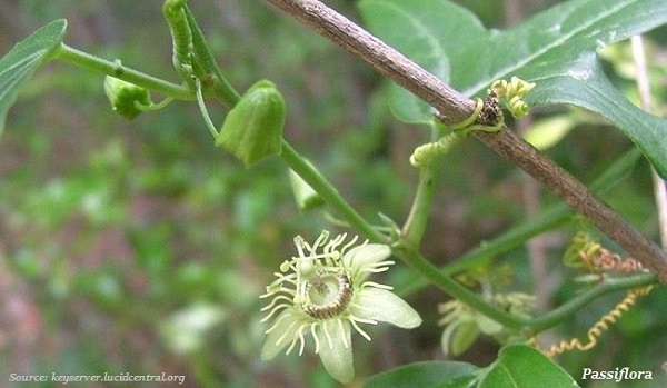 Passiflora