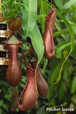 Pitcher Leaves