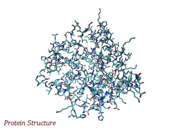 Protein Structure