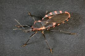 World Chagas Disease Day