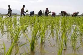 Individual Farmer Loan Waiver