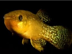 Atlantic Killifish