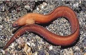 EEL