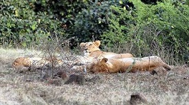 Asiatic Lion Conservation