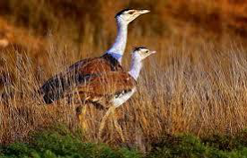 Great Indian Bustard