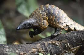 Pangolin