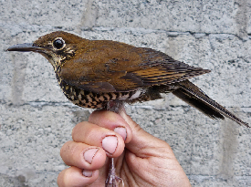 Himalayan Forest Thrush