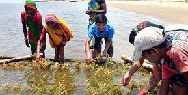 Chilika Lake