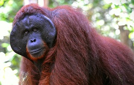 Bornean Orangutan