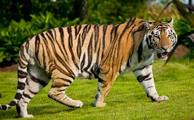 International Tiger Day