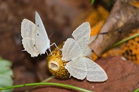 Marbled Map Butterfly