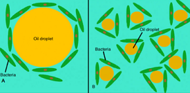 Oil Degrading Bacteria