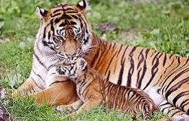 International Tiger Day