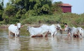 Ultra Modern Cattle Pond