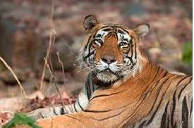 Global Tiger Day