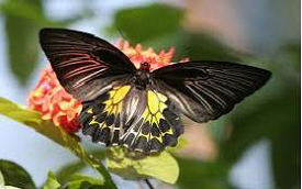 Golden Birdwing