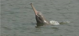 Gangetic River Dolphin