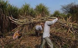 sugarcane farmers