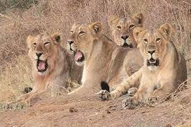 Asiatic Lions