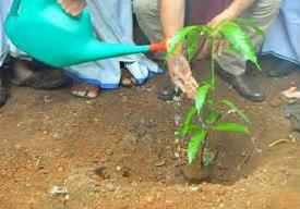 Plantation Drive