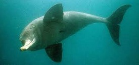 Gangetic Dolphins